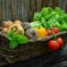 vegetables-